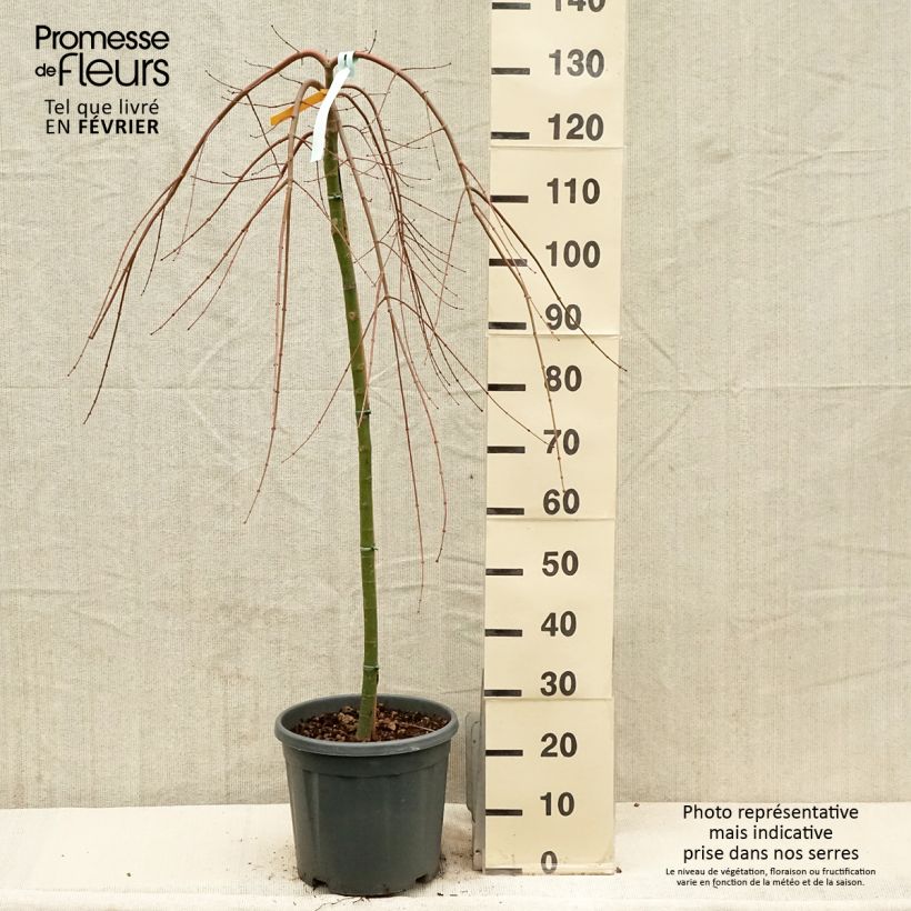 Spécimen de Érable du Japon - Acer palmatum Cascade Gold Pot de 12L/15L, Quart de tige tel que livré en hiver