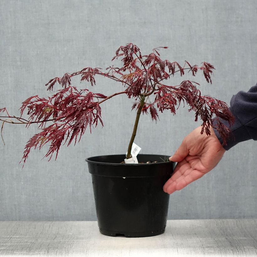 Spécimen de Érable du Japon - Acer palmatum Crimson Queen Pot de 2L/3L tel que livré en été