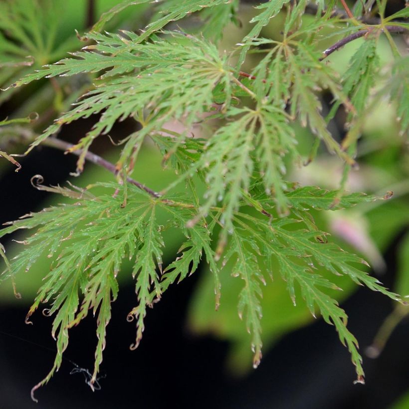 Érable du Japon - Acer palmatum Dissectum Garnet (Feuillage)