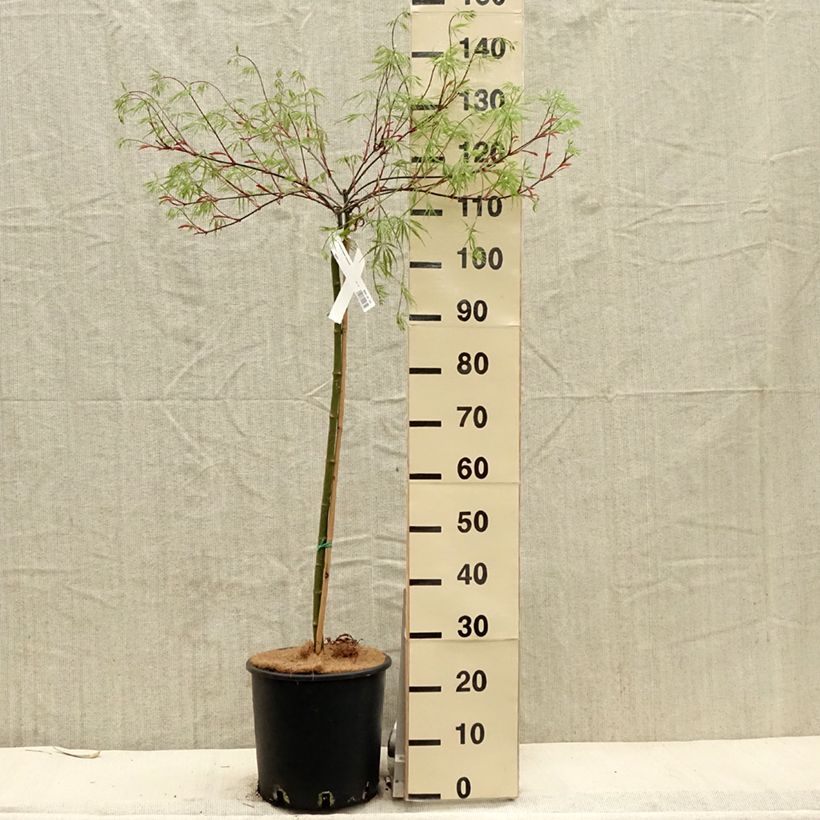 Spécimen de Érable du Japon - Acer palmatum Dissectum Tamukeyama Pot de 12L/15L tel que livré au printemps