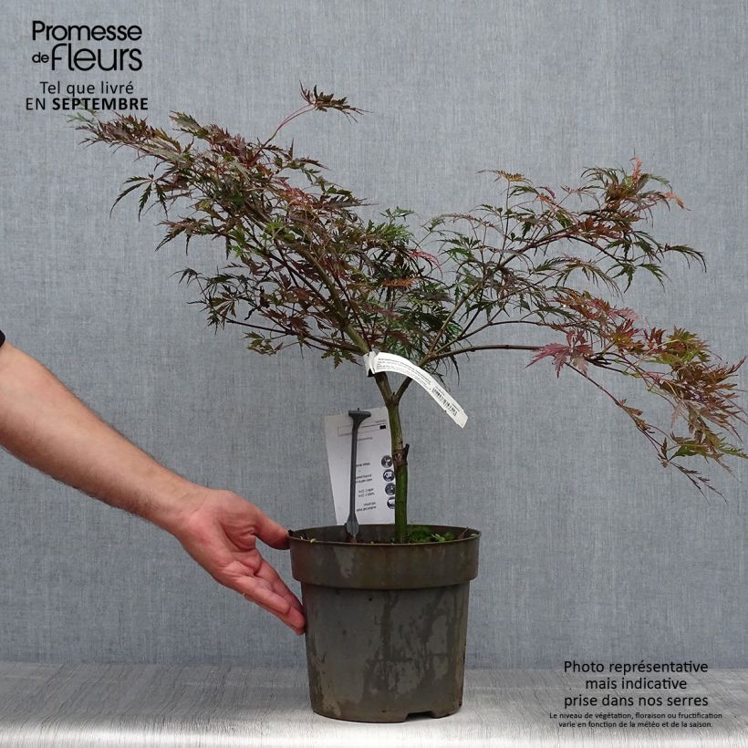 Spécimen de Érable du Japon - Acer palmatum Dissectum Tamukeyama tel que livré en automne