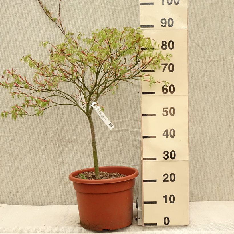 Spécimen de Érable du Japon - Acer palmatum Dissectum Viridis Pot de 12L/15L tel que livré au printemps