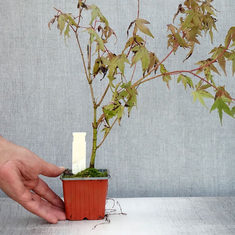Spécimen de Érable du Japon - Acer palmatum Godet de 8/9 cm tel que livré en été