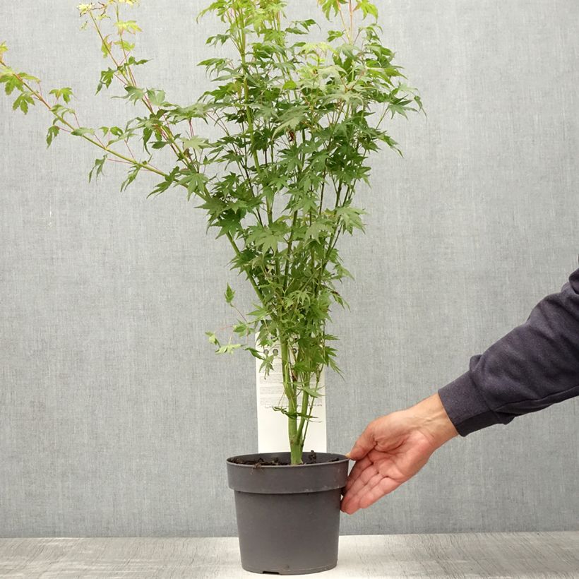 Spécimen de Érable du Japon - Acer palmatum Going Green Pot de 3L/4L tel que livré en été