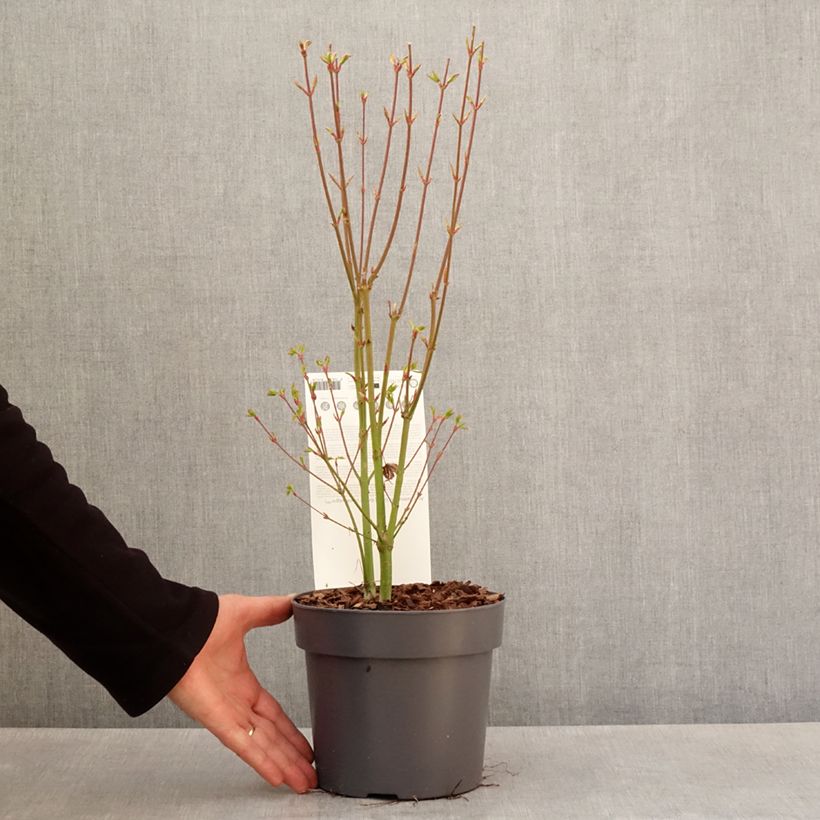 Spécimen de Érable du Japon - Acer palmatum Going Green en pot de 3L/4L tel que livré au printemps