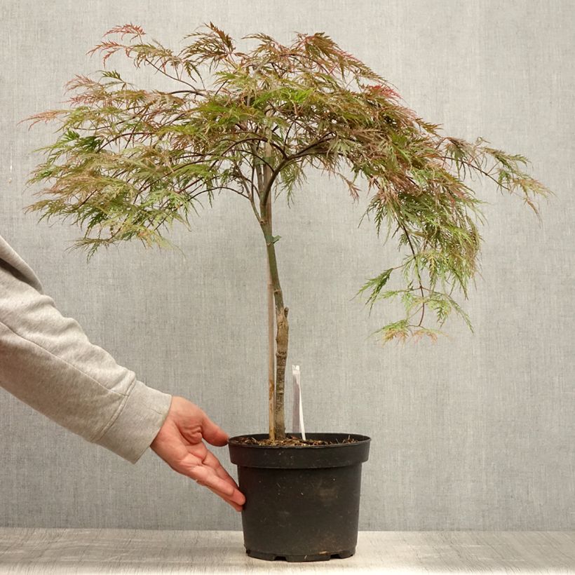 Spécimen de Erable du Japon - Acer palmatum Inaba-Shidare Pot de 3L/4L tel que livré en été