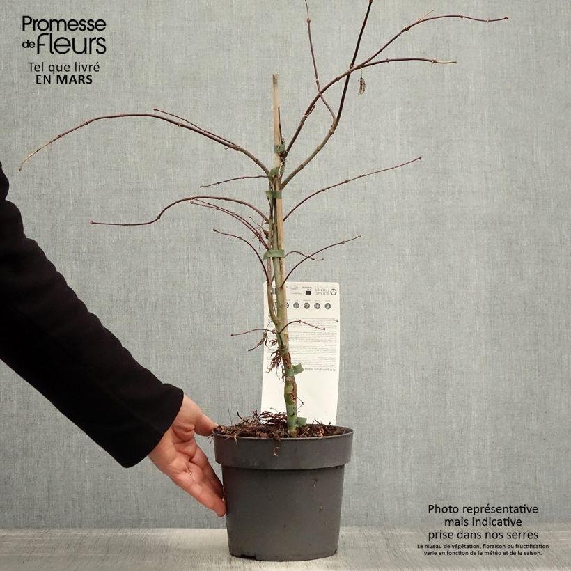 Spécimen de Erable du Japon - Acer palmatum Inaba-Shidare Pot de 3L/4L tel que livré au printemps