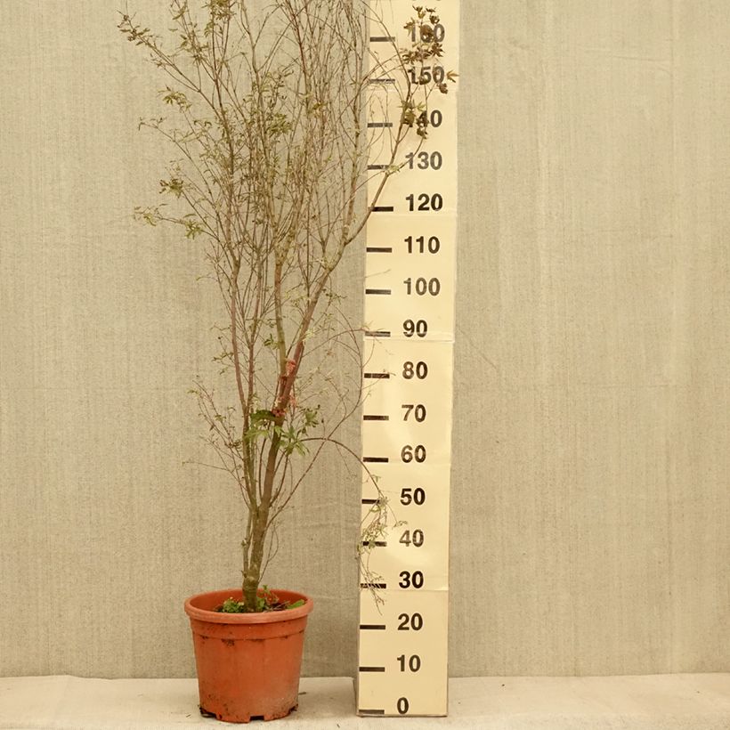 Spécimen de Erable du Japon - Acer palmatum Kagiri-nishiki (Roseomargina) Pot de 7,5L/10L tel que livré en automne