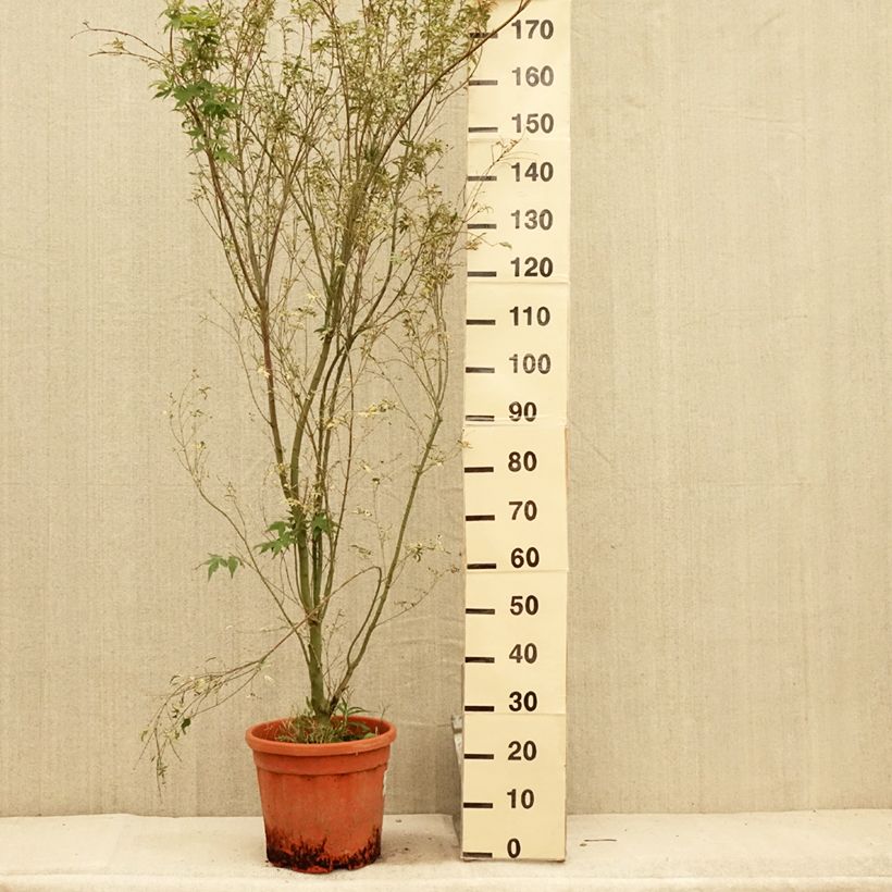 Spécimen de Erable du Japon - Acer palmatum Kagiri-nishiki (Roseomargina) Pot de 7,5L/10L tel que livré en été