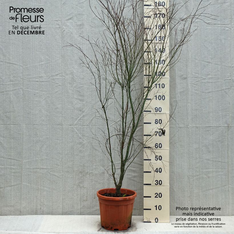 Spécimen de Erable du Japon - Acer palmatum Kagiri-nishiki (Roseomargina) tel que livré en hiver