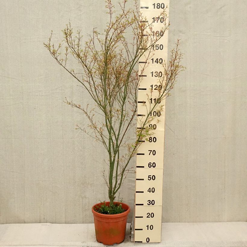 Spécimen de Erable du Japon - Acer palmatum Kagiri-nishiki (Roseomargina) - Pot de 10L tel que livré au printemps
