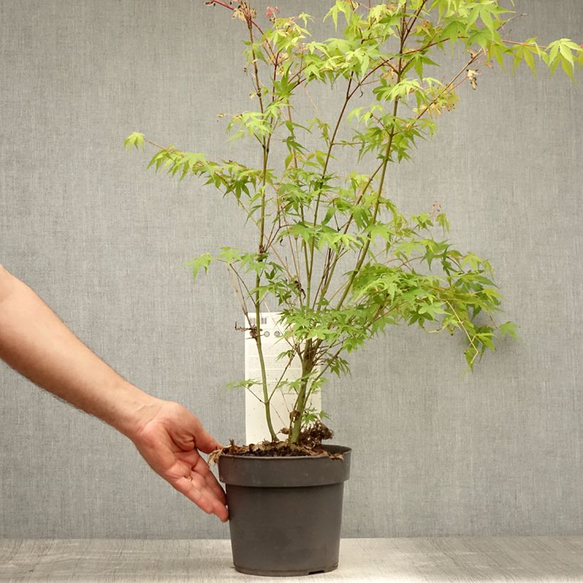 Spécimen de Érable du Japon - Acer palmatum Katsura Pot de 2L/3L tel que livré en été