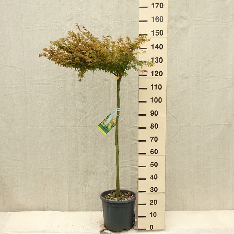 Spécimen de Érable du Japon - Acer palmatum Little Princess tel que livré au printemps