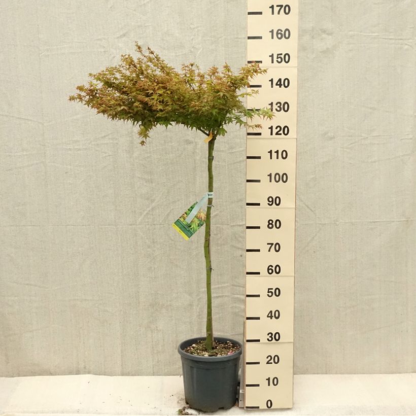 Spécimen de Érable du Japon - Acer palmatum Little Princess Demi-tige en pot de 15L Demi-tige tel que livré au printemps
