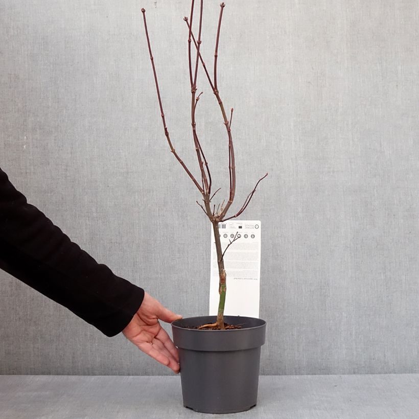 Spécimen de Erable du Japon - Acer palmatum Little Red Pot de 3L/4L tel que livré en hiver