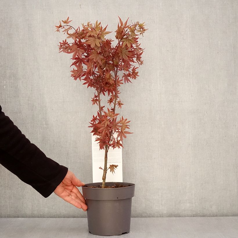 Spécimen de Erable du Japon - Acer palmatum Little Red - Pot de 3L/4L tel que livré au printemps