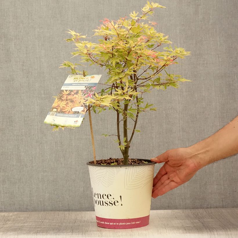 Spécimen de Erable du Japon - Acer palmatum Metamorphosa Pot de 4L/5L tel que livré en été