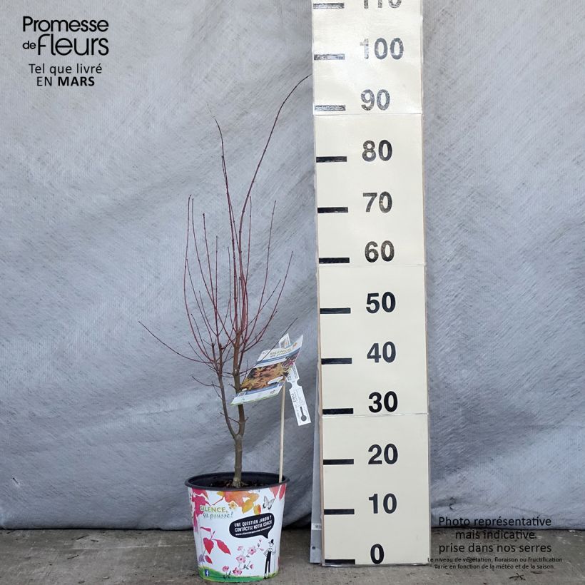 Spécimen de Erable du Japon - Acer palmatum Metamorphosa Arjos1 - Pot de 4L/5L tel que livré au printemps
