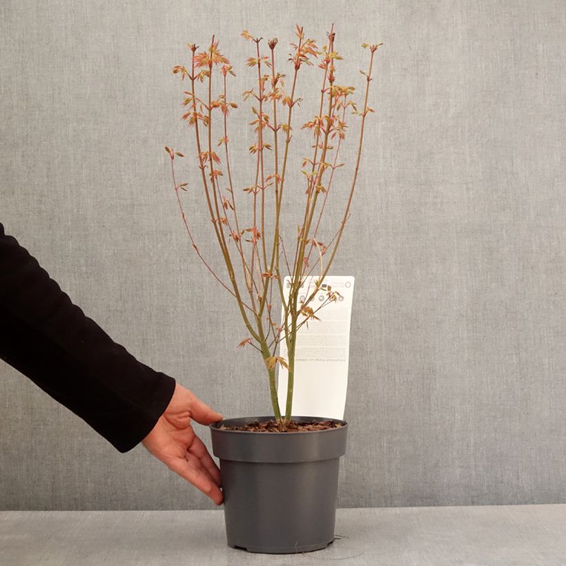 Spécimen de Erable du Japon - Acer palmatum Orange Lace - Pot de 10 cm/11cm tel que livré au printemps