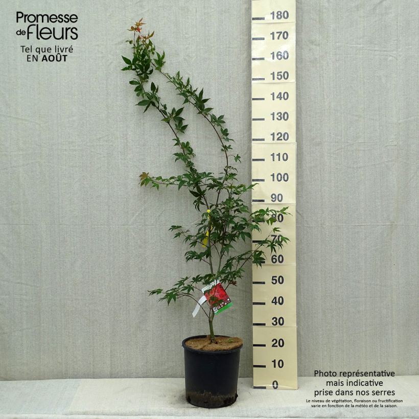 Spécimen de Érable du Japon - Acer palmatum Osakazuki Pot de 12L/15L tel que livré en été