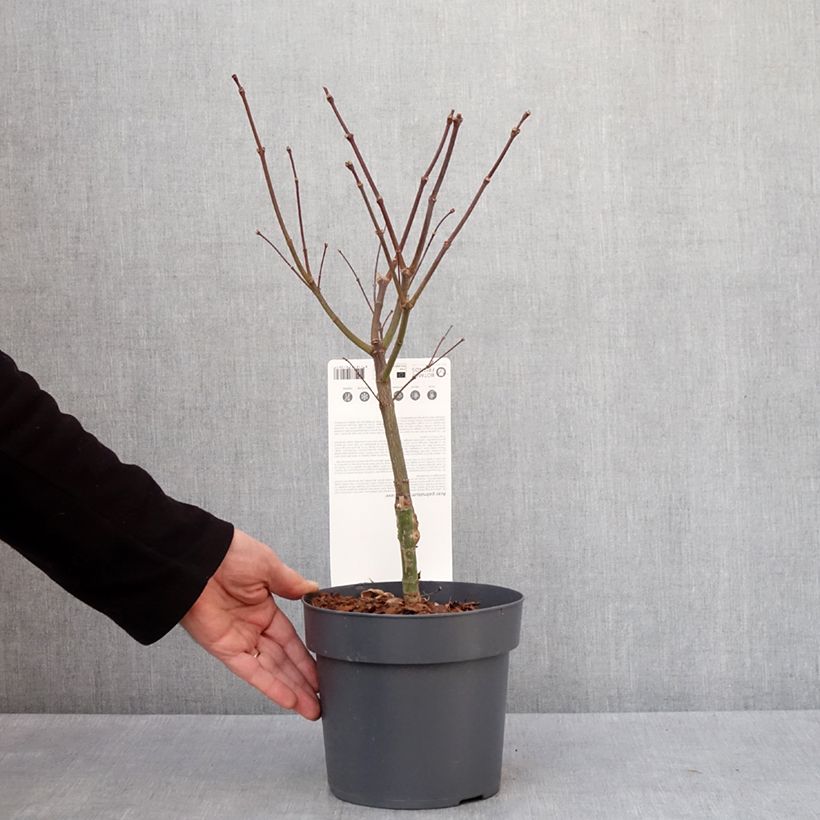 Spécimen de Érable du Japon - Acer palmatum Peve Dave Pot de 3L/4L tel que livré en hiver