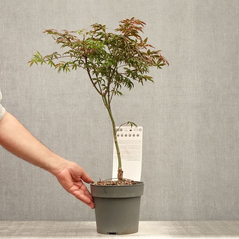 Spécimen de Érable du Japon - Acer palmatum Peve Starfish Pot de 2L/3L tel que livré en été