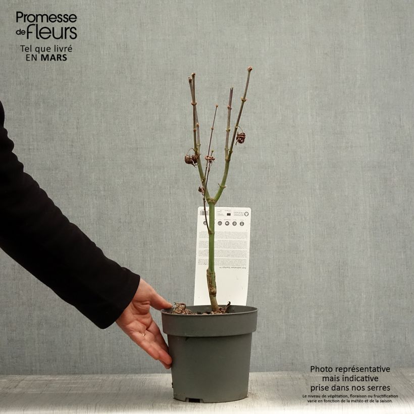 Spécimen de Érable du Japon - Acer palmatum Peve Starfish Pot de 2L/3L tel que livré au printemps