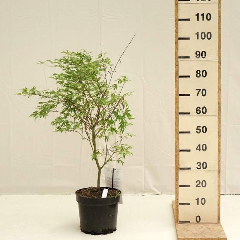 Spécimen de Erable du Japon - Acer palmatum Pink Passion Pot de 7,5L/10L tel que livré au printemps