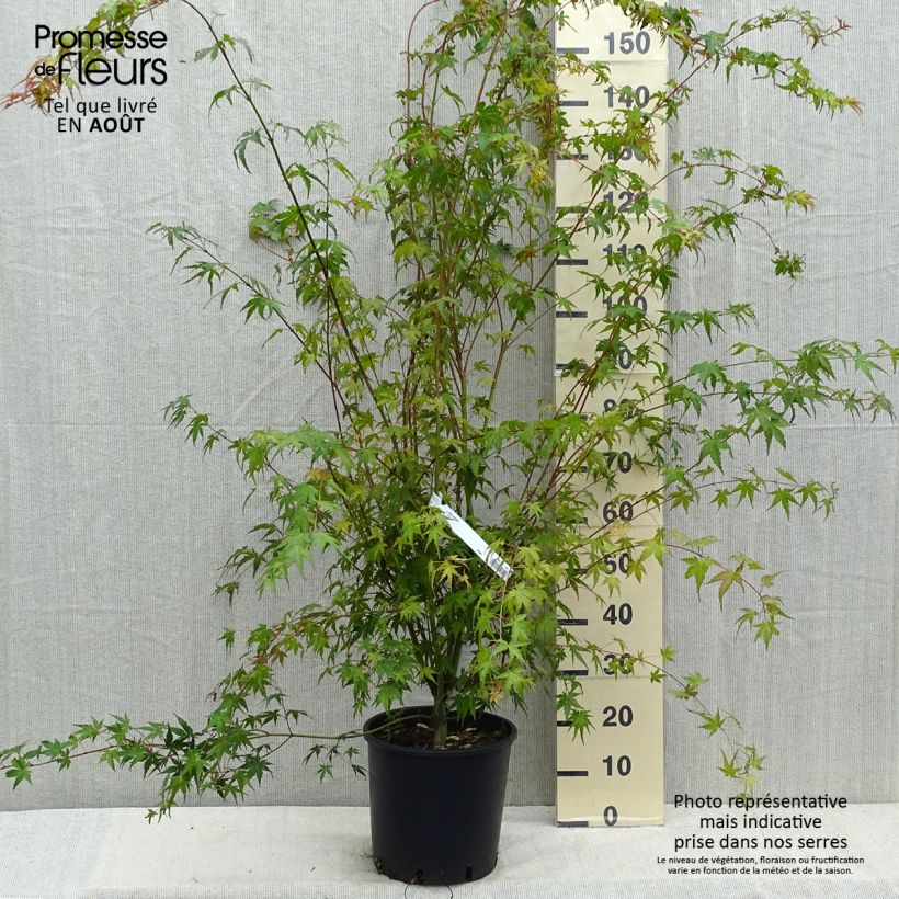 Spécimen de Érable du Japon - Acer palmatum Pot de 7,5L/10L tel que livré en été