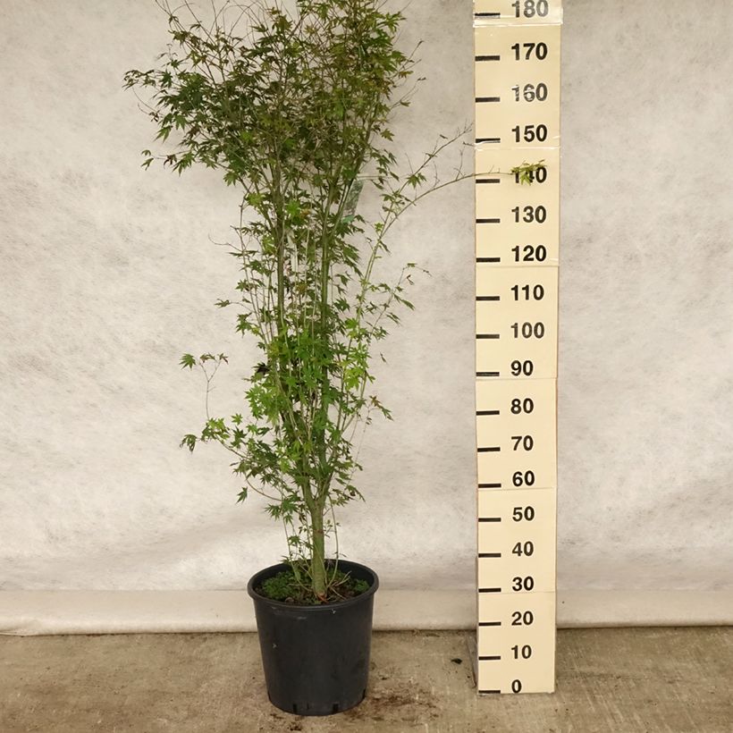 Spécimen de Érable du Japon - Acer palmatum Pot de 20L/25L tel que livré en été