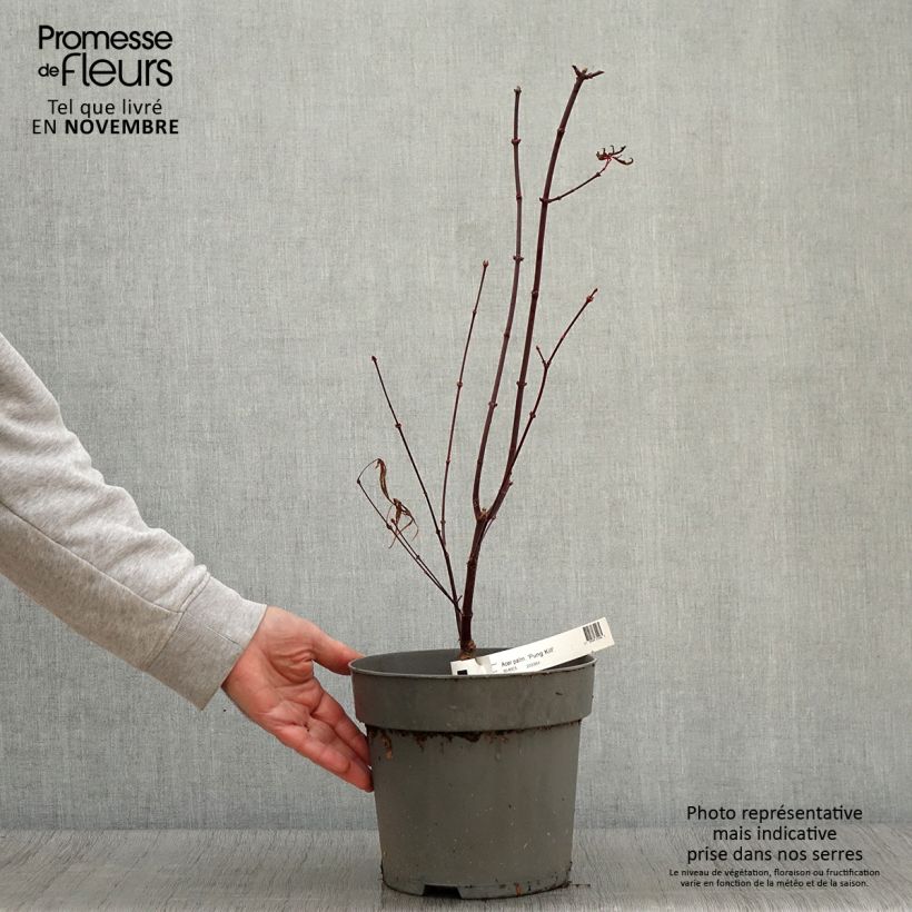 Spécimen de Erable du Japon - Acer palmatum Pung Kill Pot de 4L/5L tel que livré en automne