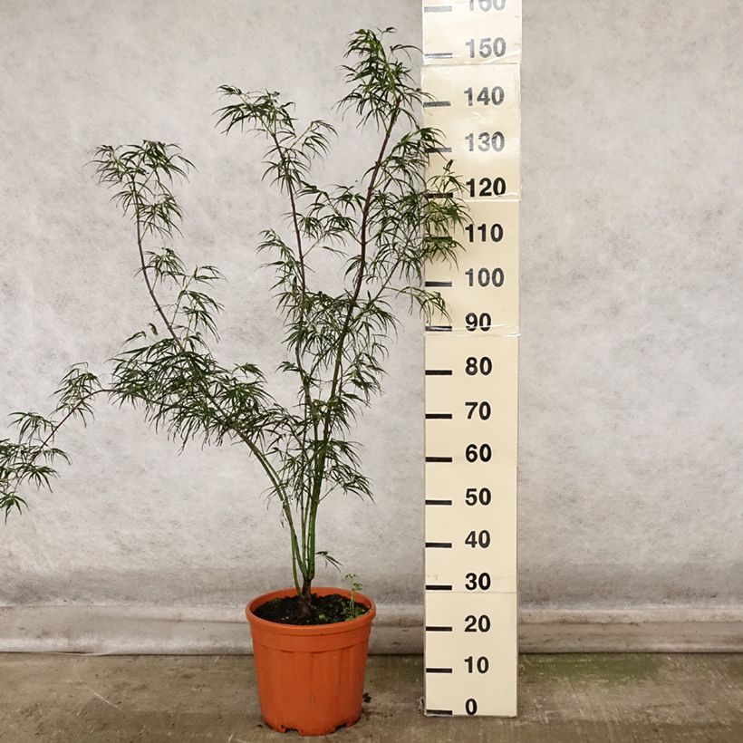 Spécimen de Erable du Japon - Acer palmatum Red Pygmy Pot de 12L/15L, Gréffé tel que livré en automne