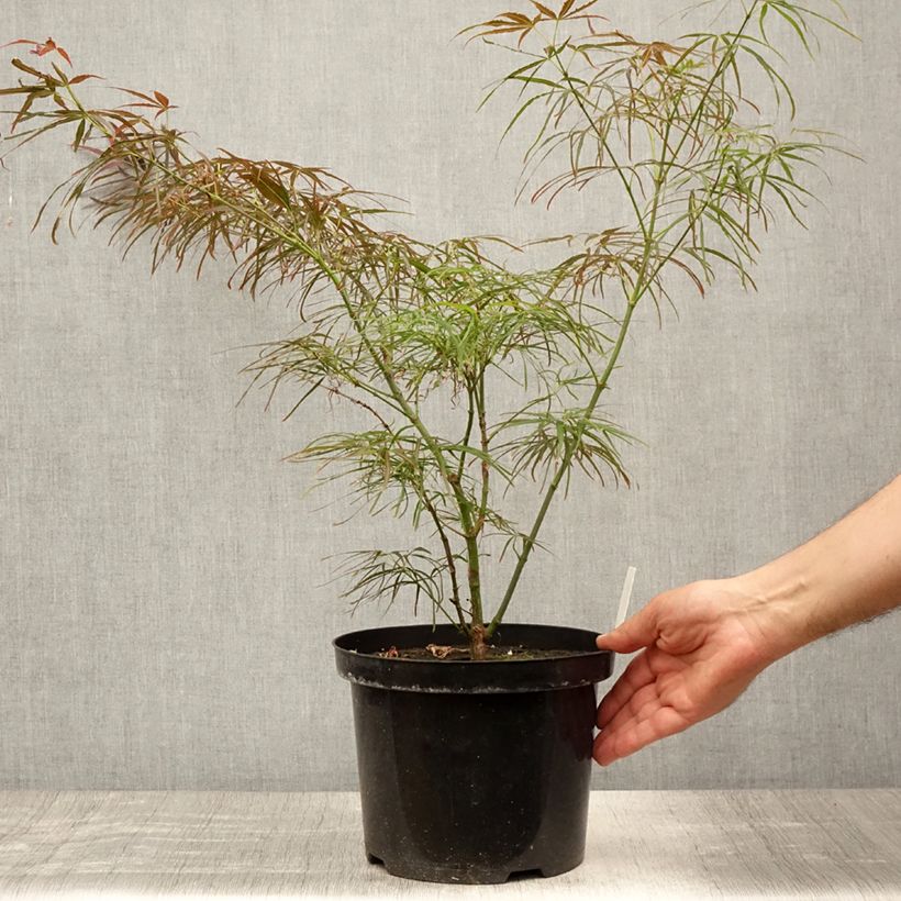 Spécimen de Erable du Japon - Acer palmatum Red Pygmy Pot de 4L/5L tel que livré en été