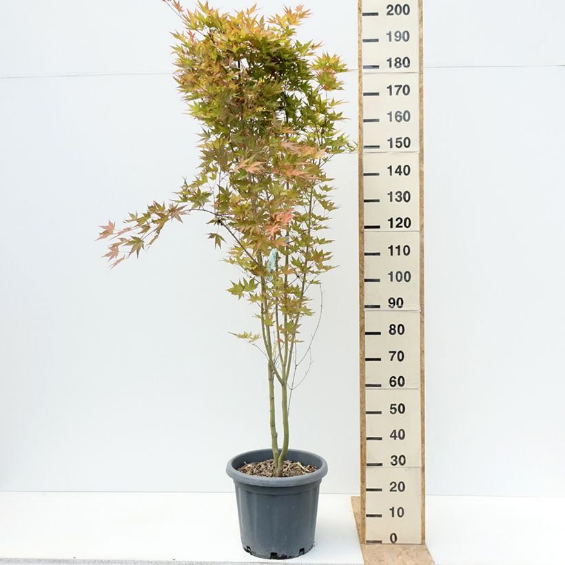 Spécimen de Érable du Japon - Acer palmatum Redwine Pot de 20L/25L tel que livré en été