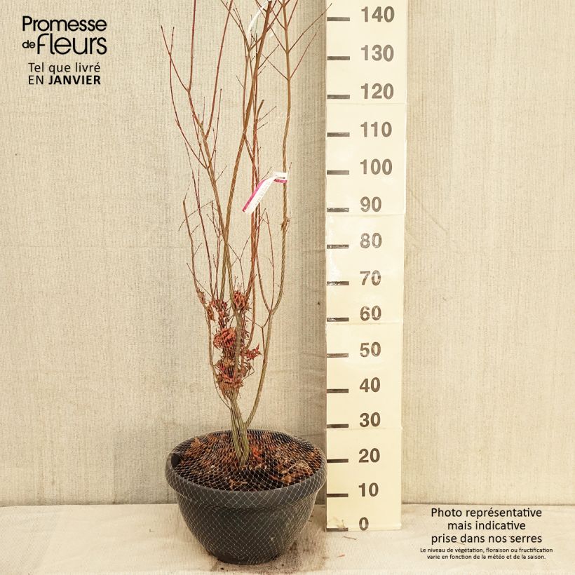 Spécimen de Érable du Japon - Acer palmatum Redwine tel que livré en hiver
