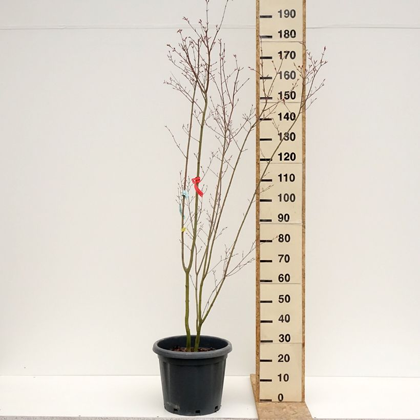 Spécimen de Érable du Japon - Acer palmatum Redwine Pot de 25L tel que livré au printemps