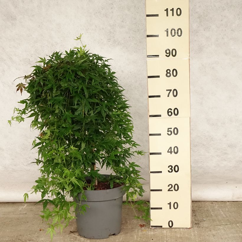Spécimen de Érable du Japon - Acer palmatum Ryusen Pot de 12L/15L, Tige de 50 cm tel que livré en été