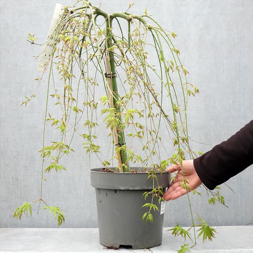 Spécimen de Érable du Japon - Acer palmatum Ryusen en pot de 12L/15L tel que livré au printemps