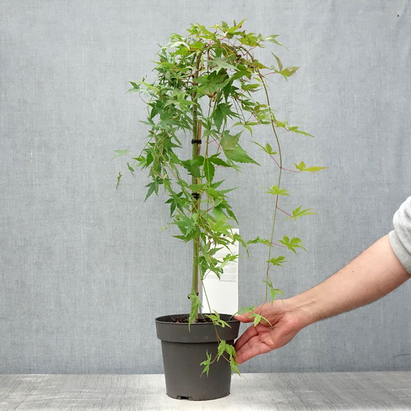Spécimen de Érable du Japon - Acer palmatum Ryusen Pot de 3L/4L, Tige tel que livré en été