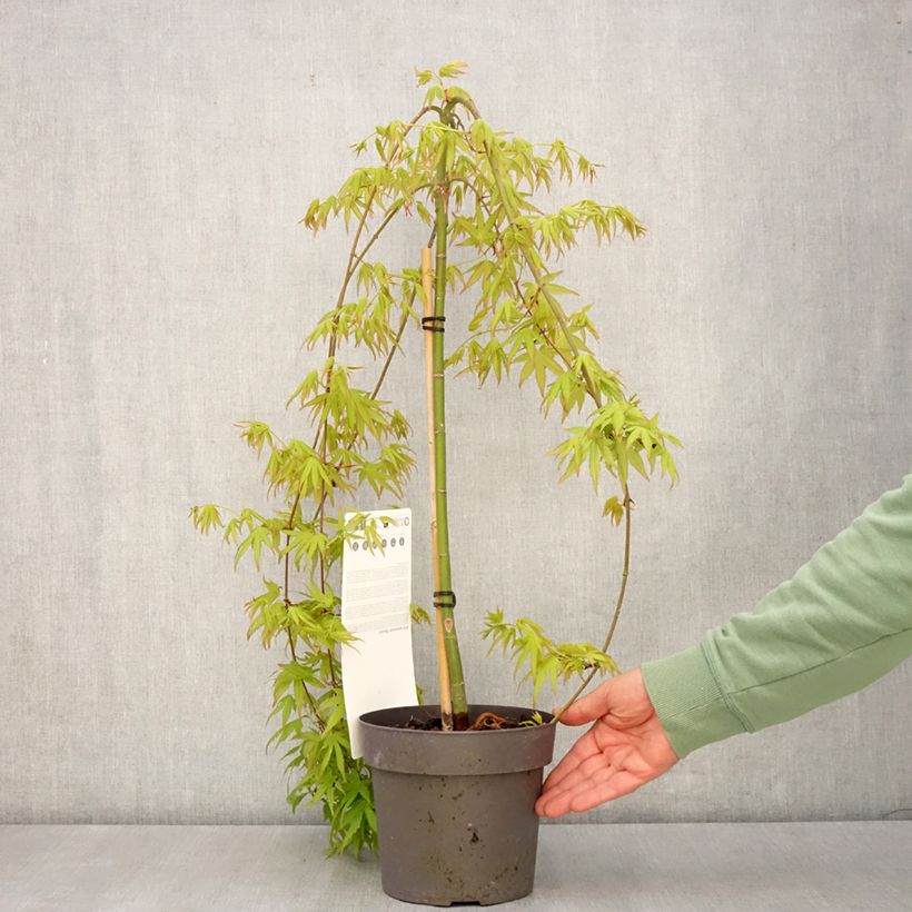 Spécimen de Érable du Japon - Acer palmatum Ryusen Pot de 3L/4L Tige tel que livré au printemps