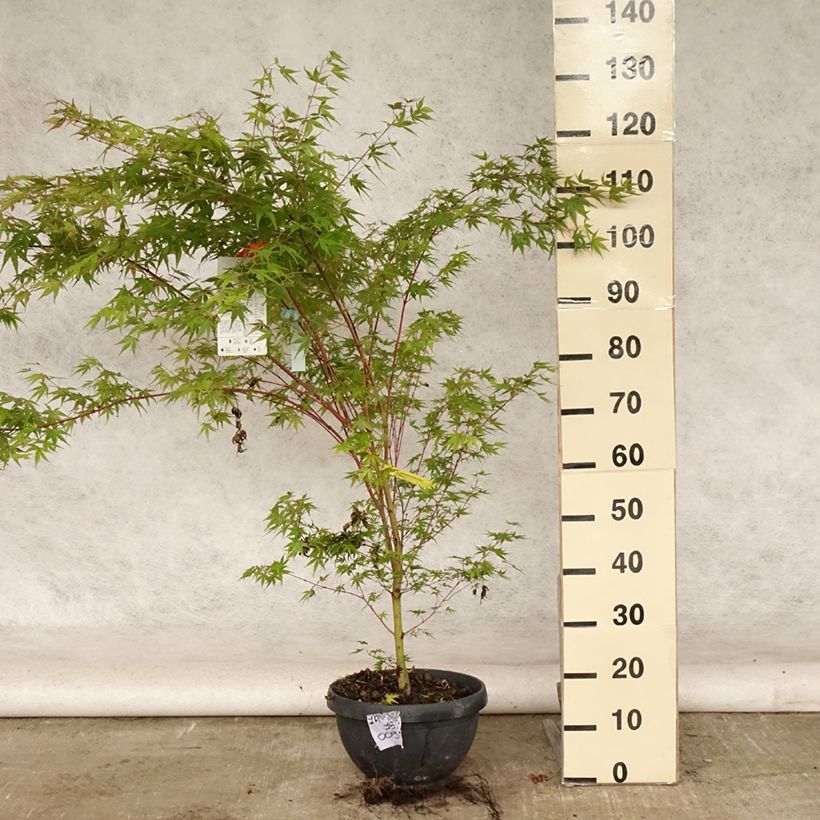 Spécimen de Erable du Japon - Acer palmatum Sangokaku (Senkaki) Pot de 6L/7L tel que livré en été