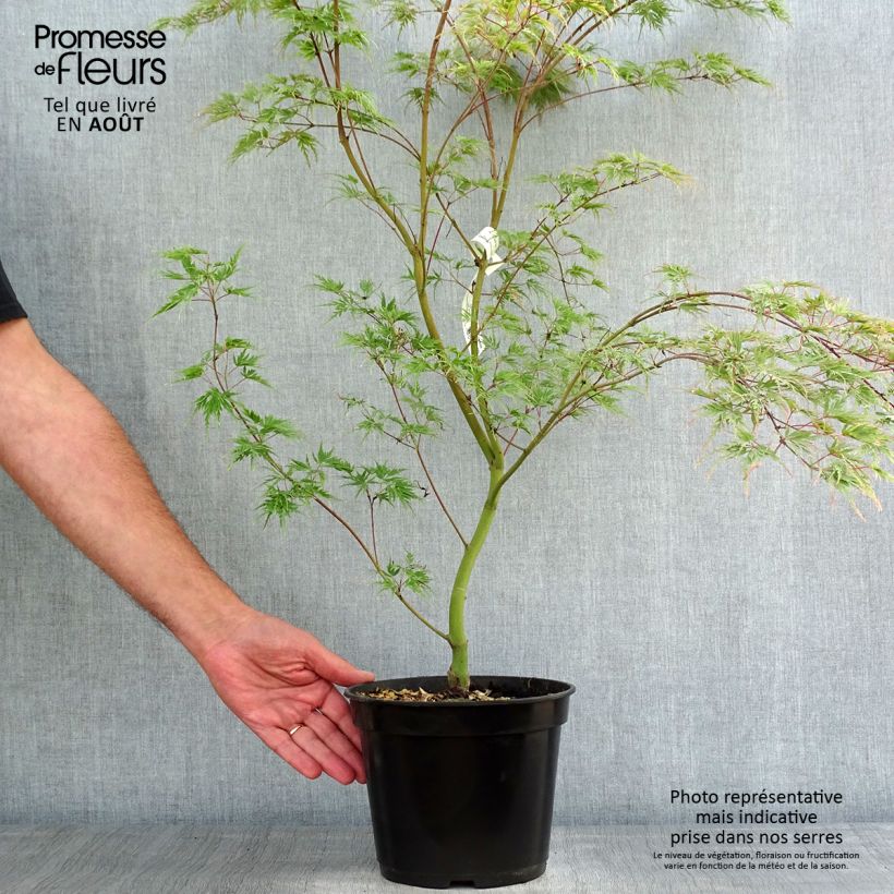 Spécimen de Érable du Japon - Acer palmatum Seiryu Pot de 3L/4L tel que livré en été