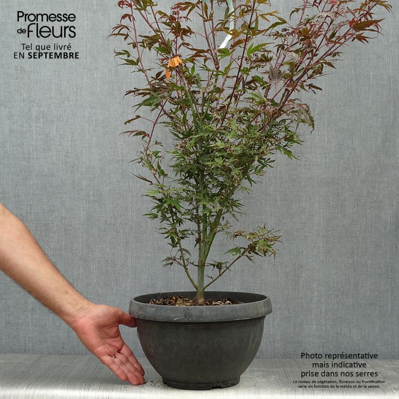 Spécimen de Erable du Japon - Acer palmatum Shaina Pot de 6L/7L tel que livré en automne