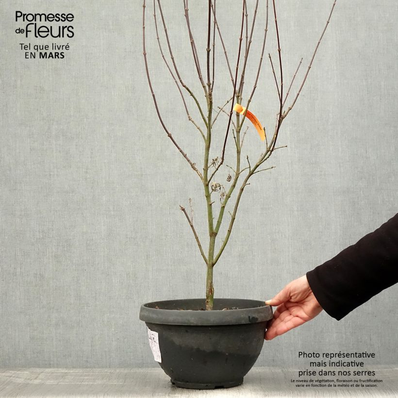 Spécimen de Erable du Japon - Acer palmatum Shaina en pot de 6L/7L tel que livré au printemps