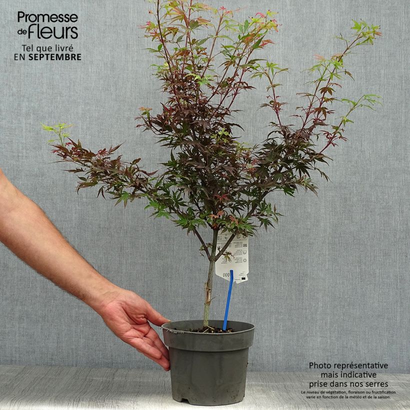 Spécimen de Erable du Japon - Acer palmatum Shaina Pot de 3L/4L tel que livré en automne