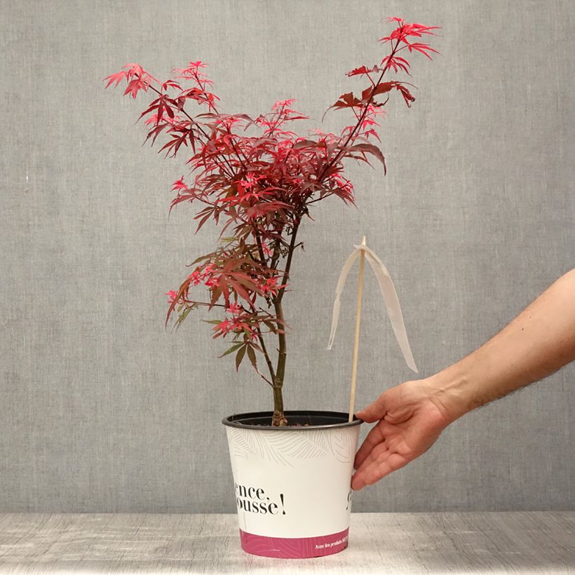 Spécimen de Erable du Japon - Acer palmatum Shaina Pot de 3L/4L tel que livré en été