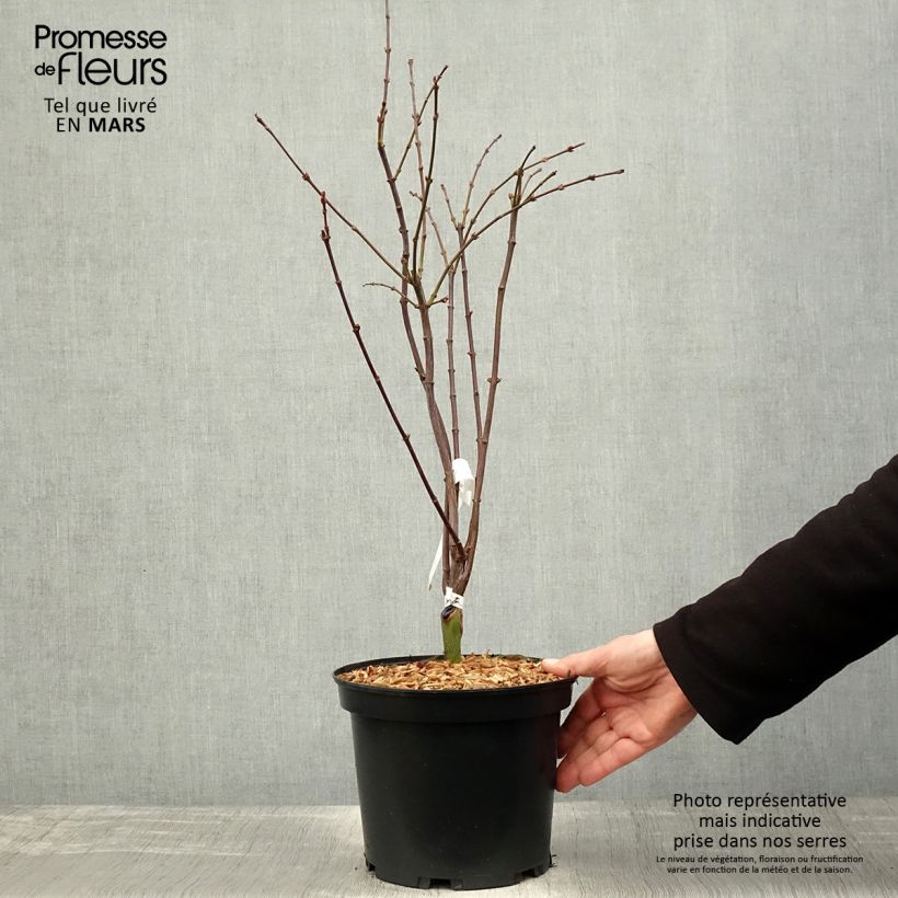 Spécimen de Erable du Japon - Acer palmatum Shaina en pot de 3L/4L tel que livré au printemps