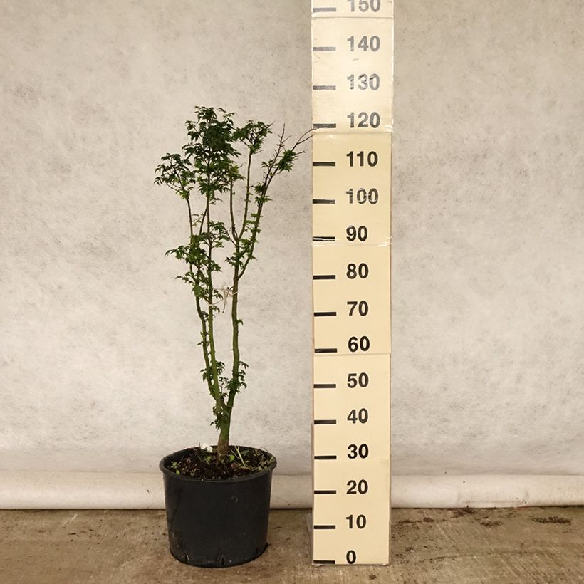 Spécimen de Érable du Japon - Acer palmatum Shishigashira Pot de 18L/20L tel que livré en été