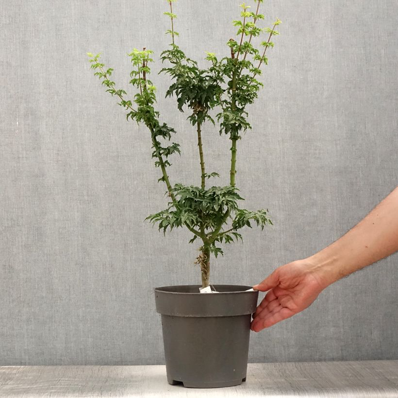 Spécimen de Érable du Japon - Acer palmatum Shishigashira Pot de 3L/4L tel que livré en été