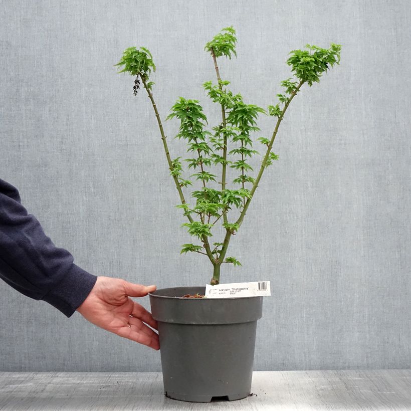Spécimen de Érable du Japon - Acer palmatum Shishigashira en pot de 3L/4L tel que livré au printemps
